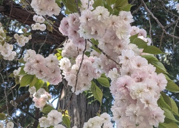  八重桜 