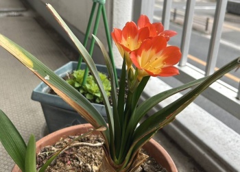 くんしらん