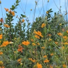 キバナコスモス