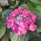 紫陽花 紫陽花
