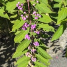 ムラサキシキブ