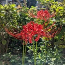 彼岸花 彼岸花